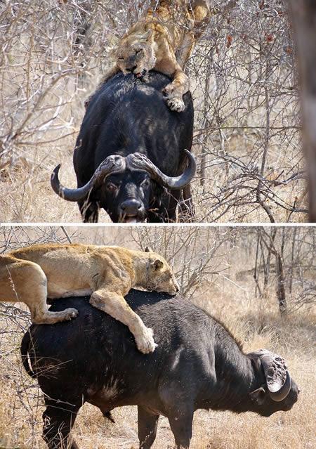 <p> Aslan bufaloya karşı
<p>
Güney Afrika'daki Kruger Milli Parkı'nda çekilmiş bir görüntü. Aslanın bufaloyu kıstırdığı an.