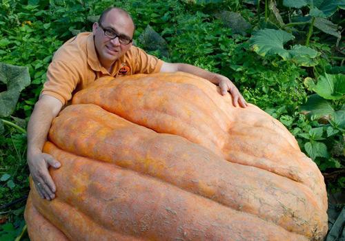 Alman çiftçi Oliver Langheim Fuerstenwalde, görenleri hayrete düşüretecek boyutlarda dev bir kabak yetiştirdi. Alman çiftçi 300 kilo ağırlığındaki kabağı ile yapılacak olan Berlin'de düzenelecek olan yarışmada rakipleri ile yarışacak.

Kaynak: EPA-AA