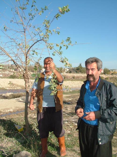 Normal şartlarda mayıs ayında meyve vermesi gereken dut ağacının çevresel faktörlerden ve iklim şartlarından etkilenerek erken meyve verdiğini ifade eden Ziraat Mühendisi İsmet Soytorun ise "Değişen iklim şartlarından dolayı bazı ağaçlar mevsiminden önce meyve veriyor. Dut ağacının 6 ay önce meyve vermesi çok ilginç" şeklinde konuştu. <b>(BURHAN DEMİRCİOĞLU / CİHAN)</b>