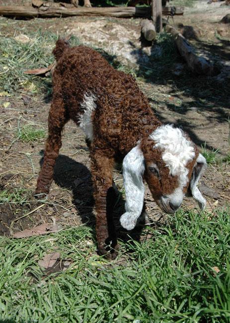 Yavrunun tamamen kuzu olduğunu ifade eden Cırık, "İşte babası keçi, işte anası keçi, bu ikisinden dünyaya gelen ise bu kuzu. Daha kapıma koyun bastırmadım. 25 gün önce bir torunum oldu, onun kısmetine doğan yavruyu ona vereceğim demiştim. Onun kısmetine yavru kuzu oldu. Merak edip gelenler oluyor, gerçekten de kuzuymuş diyorlar. Hala şaşkınım" diye konuştu.