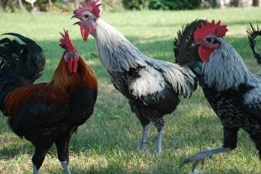 Denizli'nin meşhur horozunun antik çağlardan bu yana yaşadığı, yöredeki birçok medeniyete tanıklık ettiği ortaya çıktı.