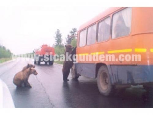 Rusya'da geçtiğimiz günlerde kameralara takılan masum dilenci ayılardan sonra ortaya çıkan yeni fotoğraf kareleri ayıların dilenmenin dışında rüşveti de çok iyi bir şekilde alabildiklerini gösteriyor.