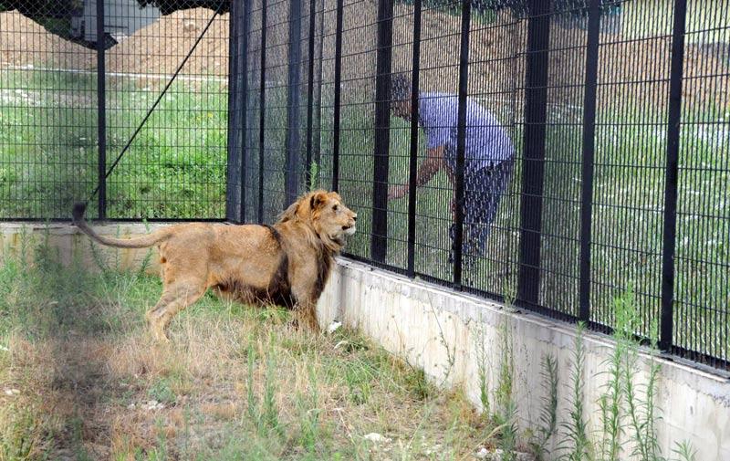 <B>AYILARA KOMŞU OLDU</B>
<BR><BR>
Karacabey'de bulunan Ovakorusu Ayı Rehabilitasyon Merkezi'ne taşanan Sultan'a burada özel bir bölüm inşa edildi. 300 metrekarelik yeni yuvasına çabuk alışan Sultan, ilk günlerdeki tedirginliğini üzerinden attı.
<BR><BR>
Son derece mutlu görünen aslan, aralarındaki tel örgülere aldırmadan bakıcısıyla oyunlar oynuyor. İlk bulunduğunda çelimsiz haliyle aslana benzetilemeyen Sultan, 12 kilo birden alınca, heybetli bir hayvana dönüştü.