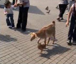 Taksim Meydanı, bu kez iki farklı aşığı misafir etti. Sahibiyle birlikte meydanı gezmeye geleni keçi ile horozun bir birlerine olan bağı, görenleri hayrete düşürdü. Horoz, Taksim'de gezinen keçiyi bir an olsun yalnız bırakmadı.(CİHAN/Sümer Avcı)