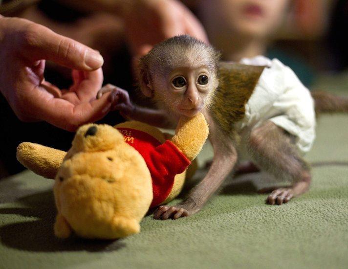 Ana vatanı Güney Afrika olan Dünyanın en küçük maymun cinslerinden Mona maymunlarının son ferdi Almanya'da dünyaya geldi. Magdeburg'daki Susann Paelecke hayvanat bahçesinde doğan Mona maymunu henüz dokuz günlük olmasına rağmen, şimdiden hescinslerinden daha meşhur. <bR>Her gün insanlar onu ziyaret için akın ediyor. <br>Küçük parmak maymun biberonla besleniyor, altı çocuk bezi ile besleniyor. Küçük maymun oyuncakları çok seviyor ve onlarla oynuyor...
<br>
 (haber7 - Fotoğraflar: EPA)