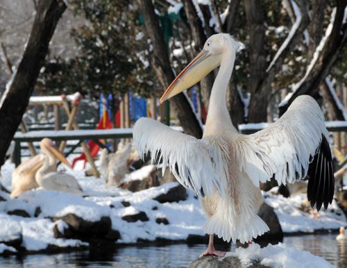 76 türden 600 hayvanın barındığı Bursa Zoo Park'ta, leoparlardan aslanlara, develerden, ayılara ve kurtlara kadar bir çok hayvan yuvalarından çıkarak karın tadını çıkardı.