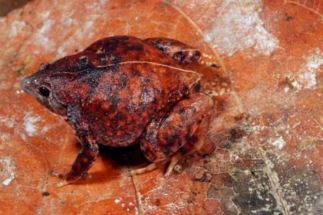 Okyanusya'daki Papua Yeni Gine'nin dağlık arazisinde, ağaçlarda yaşayan kanguru ve kedi büyüklüğünde farelerin yaşadığı, insan eli değmemiş bir bölge keşfedildi. Yeni canlıların kareleri: