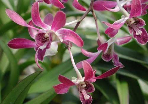Dendrobium orkide ksilen ve tolueni süzüyor.