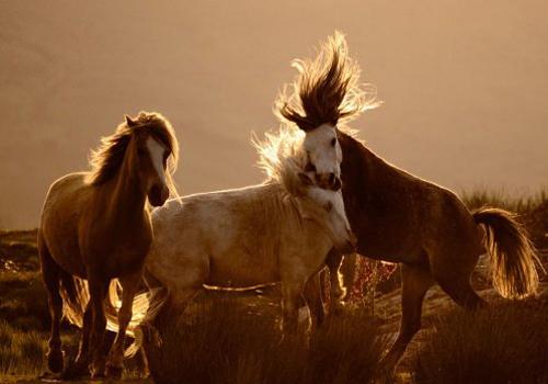 National Geographic her gün, dünyanın her köşesinde binlerce fotoğraf çeken fotoğrafçılarının eserlerinden bir tanesini yayınlıyor. İşte Temmuz koleksiyonu.