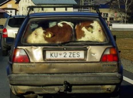 Avusturya'nın Tyrol otoyolunda çekilen fotoğrafta, ismi açıklanmayan bir çiftçi, iki buzağısını Volswagen Polo marka otomobilinin arka koltuklarına sığdırmayı başardı.