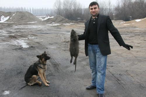 Edirne'de Meriç Nehri kenarında boyu yaklaşık 80 cm ve ağırlığı ise 6 kilo olan dev bir fare köpekler tarafından öldürüldü.