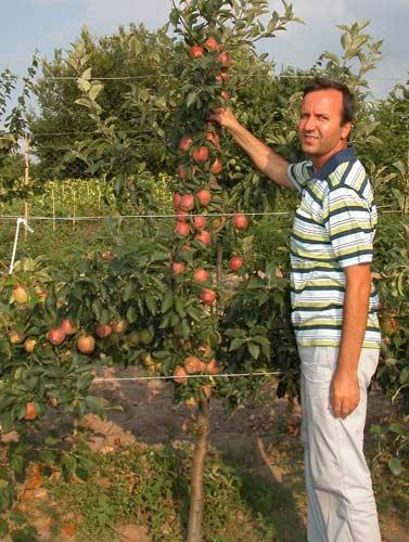 Burası da Lalapaşa. Trakya çiftçisi artık ayçiçeği ve buğdaya alternatif olarak meyveciliğe de başlamış
