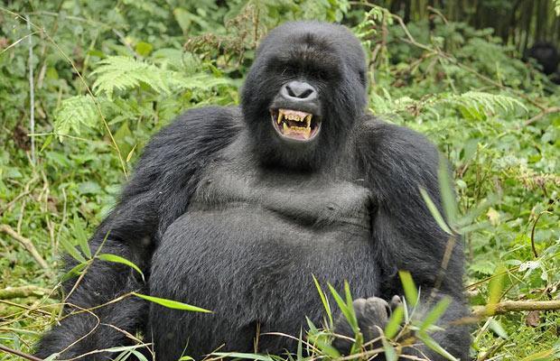 Ruanda'nın yüksek dağlarında yaşayan goril ailesini çekmeye giden vahşi doğa fotoğrafçısı Andy Rouse, alkollü bambu sapını yiyen gorillerin komik hallerini böyle görüntüledi.