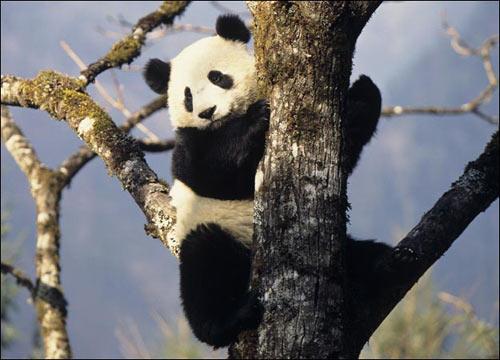 1961 yılında kurulan WWF'nin uluslararası sembolü olan dev pandadan doğada yaklaşık bin 600 kadar bulunuyor. Pandaların Güneybatı Çin'de ormanlık alanları parçalanıyor. WWF, yaklaşık son 30 yıldır aktif olarak pandaları korumak için Çin hükümetiyle birlikte çalışıyor. Doğal yaşama alanlarının yarısı şu anda koruma altına alındı. Fakat, kalan bin 600 panda coğrafik olarak bölünmüş 20 ayrı bölgede yaşıyor.