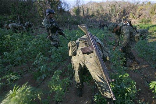 Ancak güvenlik güçleri son operasyonlarda eskisi kadar fazla sayıda kenevir bitkisi bulamıyor ve daha az sayıda kenevir yakmakla yetiniyorlar. Tıpkı ülkenin kuzeyindeki Culiacan dağlarında yapılan son askeri operasyonda olduğu gibi...