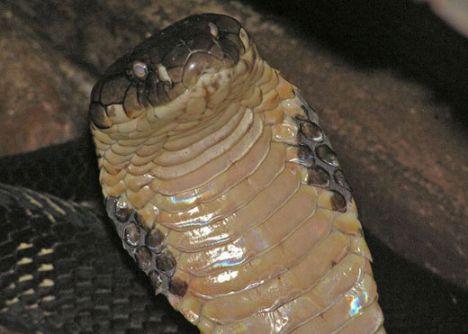 2. Kral Kobra: DÜnyanın en uzun zehirli yılanı. 6 metreye kadar ulaşabiliyor. Genellikle yılanla besleniyor. Bu yılanın tek bir ısırığı bir insanı anında öldürmeye yetiyor. Tek bir ısırığı çok büyük bir Asya filini de 3 saat içinde öldürüyor.