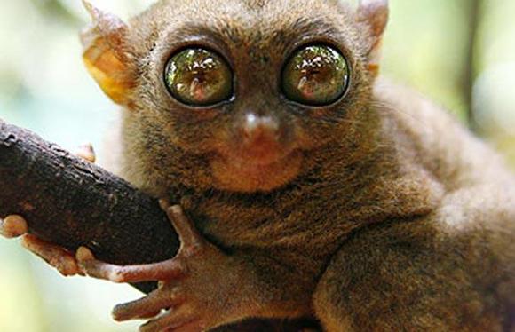 Tarsier Primatı Filipinler'de yaşayan Tarsier'in gözleri beyinlerinden büyük. Yaklaşık 10 santim boyundaki Tarsier, bir insan eline rahatlıkla sığabilir.