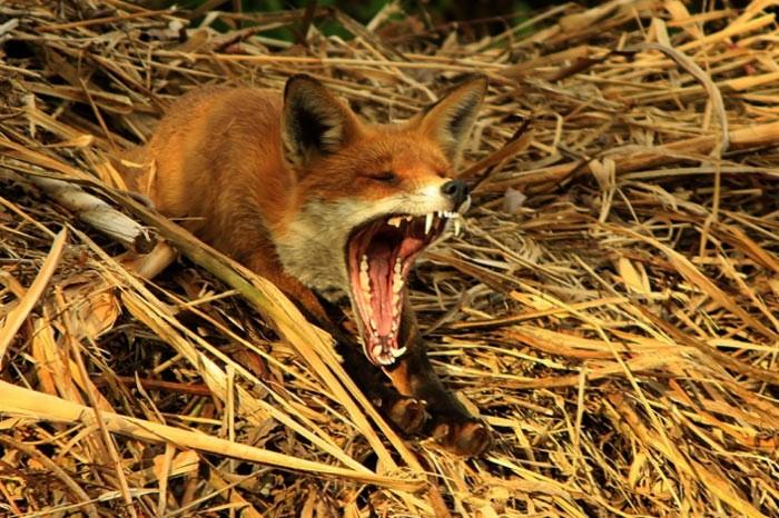 İngiltere'de her yıl düzenlenen British Wildlife Fotoğraf Ödülleri sahiplerini buldu. Bu yılın birincisi,Sula Sgeir denilen küçük ve ıssız bir İskoç adasında çektiği denizanası fotoğrafıyla Richard Shucksmith oldu. İşte yarışmada dereceye giren vahşi yaşamın içinden etkileyici kareler