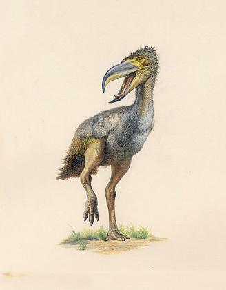 Phorusrhacids