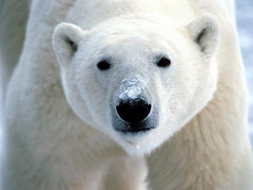 POLAR BEAR/KUTUP AYISI;
Yaşamakta olan en büyük kara etoburudur.Buz tabakasındaki soluk alma deliklerinde pusuya yatar.