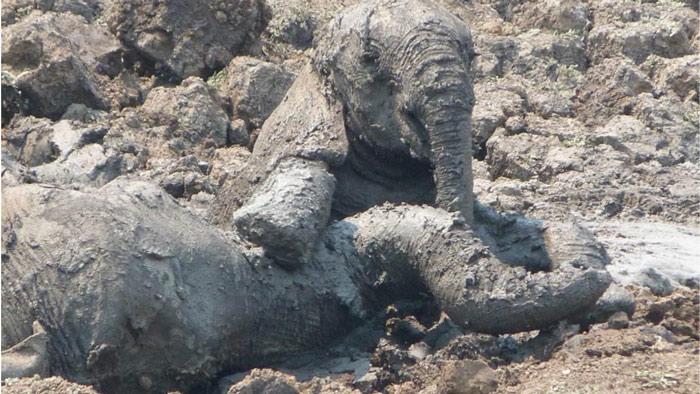 Zambia'da bir safari rehberi tarafından çekilen bu görüntüler, bir yavru fil ile annesinin Kapani Gölü'nde saplandıkları çamurdan nasıl kurtarıldıklarını anlatıyor.