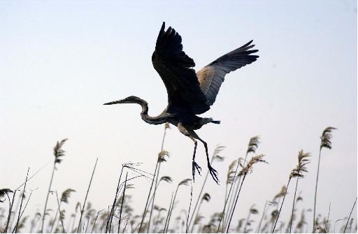 İzmir'in tarihi ve turistik ilçesi Selçuk'ta her yıl nisan ayında gelerek ağustosa kadar kalan leylekler için özel bir proje başlatıldı. Leylekler için özel tasarımlı yuvalar inşa edildi.
