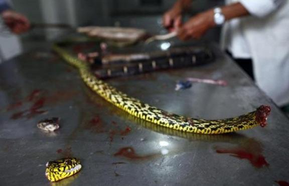 Çinin Zhejiang eyaletinin uçsuz bucaksız tarım alanlarınının içinde saklı olan Zisiqiao köyü 'yılan üretim merkezine' çevirildi. 160 evden oluşan köyde, her yıl üç milyondan fazla yılan üretiliyor.