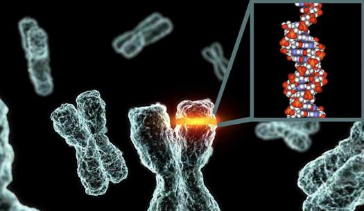 <p><strong><span style="color: #0000ff;">Biyoteknoloji: Hücrelerin yeniden programlanması</span></strong></p>
<p>Embriyonsal gelişim ve hücrelerin her şeyi yapabilen embriyonik kök hücreden uzmanlaşmış beden veya yumurta hücresine gidişi uzun bir süre tek yönlü olarak kaldı. Bir kez olgunlaştıktan sonra pluripotent duruma dönüş yolu kapanıyordu. Fakat artık bunun doğru olmadığı biliniyor. Bilim insanları farklı yöntemlerle yetişkin hücreleri geri programlayabiliyorlar. Uyarılmış pluripotent kök hücreleri (iPSC) tartışmalı embriyonik kök hücre kazanımını gereksiz kılarak, araştırmalarda olduğu kadar tıp alanında da yepyeni olanakların kapısını açtı.</p>