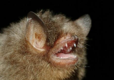 Kerivoula kachinensis adı verilen yeni bir yarasa türü