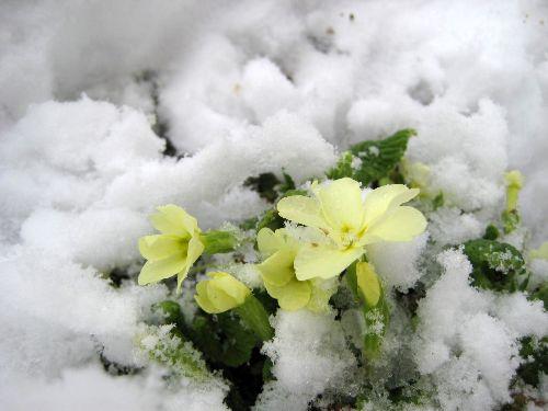 Baharın müjdecisi olarak bilinen Nevruz, Kosova'da karla karşılandı. Son on yılın en soğuk günlerini yaşayan Kosova kış mevsimini karlarla geçirdi.