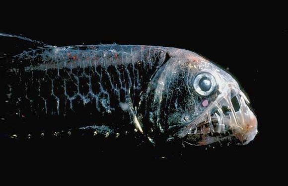 Viperfish (Engerek balığı)