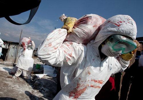 Nepal'in Katmandu eteklerinde yer alan Bhaktapur'da Veteriner Epidemiyoloji Merkezi (VEC)  yetkilileri aldıkları bir ihbar üzerine gittikleri tavuk çiftliğinde kuş gribi salgını olduğunu doğruladıktan sonra 500'den fazla tavuk ve ördeği imha etti.