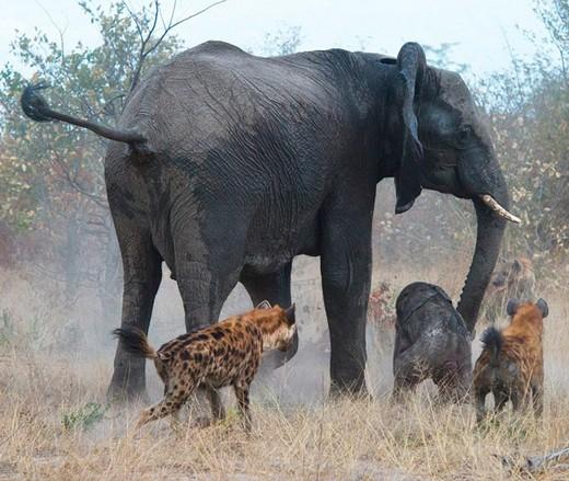 Botswana'da çekilen bu fotoğraflar, tam 18 sırtlanın saldırısına uğrayan yavrusunu kurtarmaya çalışan anne filin dramatik mücadelesini yansıtıyor. Anne fil, yavrusunun etrafını sarıp üzerine atılmaya çalışan çakallara duraksamadan saldırdı.
Sırtlanları hortumuyla yakalayıp fırlatan anne, sonunda yavrusunu kurtardı. Tüm bu mücadele sırasında yavru fil kuyruğunu kaybetse de, annesinin sayesinde hayatta kalabildi.