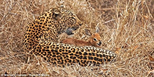 Küçük antilop 45 dakika oynadığı leoparı annesi sandı ve onu emmeye bile kalktı.