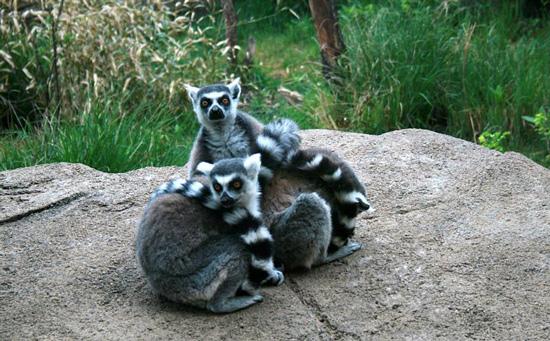 LEMUR
<br><br>Güç algılanan renk varyasyonları, onun görülmesini hayli zorlaştırır.