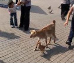 Taksim Meydanı, bu kez iki farklı aşığı misafir etti. Sahibiyle birlikte meydanı gezmeye geleni keçi ile horozun bir birlerine olan bağı, görenleri hayrete düşürdü. Horoz, Taksim'de gezinen keçiyi bir an olsun yalnız bırakmadı.(CİHAN/Sümer Avcı)