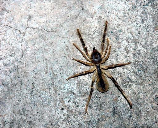 Bugüne dek 690 tür örümcek tespit edilen Türkiye'de, araknolojik çalışmaların azlığı nedeniyle bazı türlerin ilk kez tanımlandı. Aslında tüm örümceklerin zehirli olduğu belirtildi