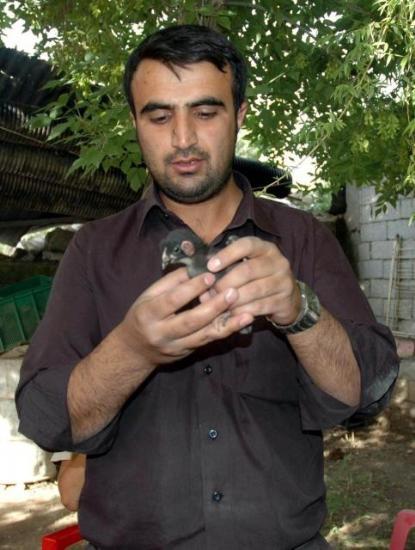 Ağrıda kulakları insan kulağına benzeyen civciv görenleri hayrete düşürüyor. Ziyaretçi akınına uğrayan civcivi görenler gözlerine inanmakta güçlük çekiyorlar.