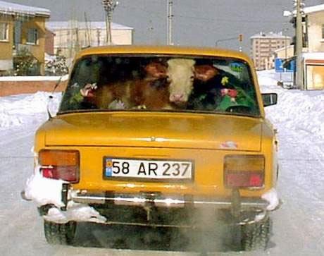 2002 yılının en renkli haberinin başrolünde bir insan değil bir dana vardı. Sivas'ta otomobilin arka koltuğunda taşınırken fotoğrafı çekilen Dana Ferhat önce Türk basınında sonra da dünya basınında ünlü olmuştu.