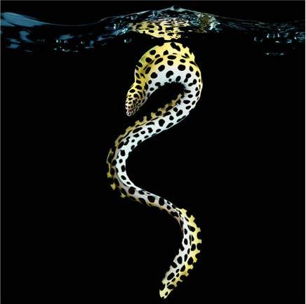 <b>TASSELATA EEL TÜRÜ DENİZ YILANI</b><br><br>
Deniz yaşamı sanatsal olarak en kusursuz nasıl görüntülebilir diye düşünen fotoğrafçı Mark Laita sualtı hayvanların eşsiz, yakın çekimlerini yakalamak için bir akvaryum inşa etti ve Deniz yaratıkları Portreleri çekti. 

Fotoğrafçı Mark Laita, Los Angeles'taki studyosunda inşa ettiği akvaryumdaki fotoğlarını kitaplaştırdı. Laita'nın büyüleyici fotoğraflarının bir kısmını fotogalerimizde görebilir, sanatçı hakkında geniş bilgiye ve diğer resimlerine <a href="  http://www.marklaita.com
" target="_blank"><span style="color: #ff0000;"><strong>www.marklaita.com adresinden</strong> </span></a> adresinden ulaşabilirsiz...

(<a href="  http://www.haber7.com
" target="_blank"><span style="color: #ff0000;"><strong>Haber 7</strong> </span></a>)