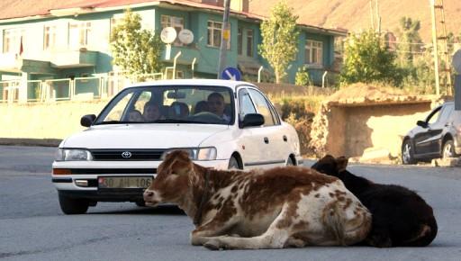 Hakkari'de çevre yoluna yatan inekler, trafiğin aksamasına yol açıyor.