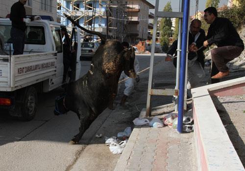 Kurban Bayramı'nın ilk kaçak haberleri gelmeye başladı. Yurdun çeşitli yerlerinde kurban edilmek istenilen boğalar sahiplerinin elinden son dakikada kaçıp adeta terör estirdi.