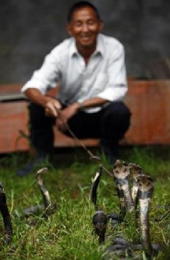 Çinin Zhejiang eyaletinin uçsuz bucaksız tarım alanlarınının içinde saklı olan Zisiqiao köyü 'yılan üretim merkezine' çevirildi. 160 evden oluşan köyde, her yıl üç milyondan fazla yılan üretiliyor.