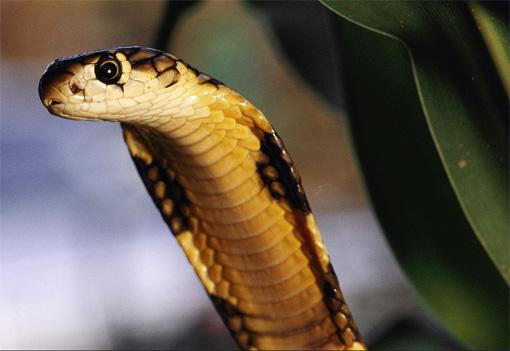 ASIA COBRA/ASYA KOBRASI;
Asya Cobrası yılan türünün en zehirlisi olarak bilinir. Isırıkları ile bir yılda 50.000 insanın ölümüne neden olurlar.