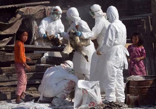 Nepal'in Katmandu eteklerinde yer alan Bhaktapur'da Veteriner Epidemiyoloji Merkezi (VEC)  yetkilileri aldıkları bir ihbar üzerine gittikleri tavuk çiftliğinde kuş gribi salgını olduğunu doğruladıktan sonra 500'den fazla tavuk ve ördeği imha etti.