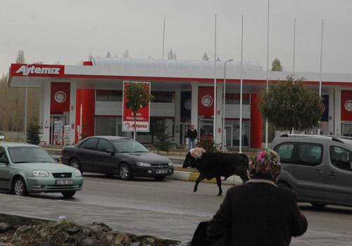Kurban Bayramı'nın ilk kaçak haberleri gelmeye başladı. Erzurum'da kurban edilmek istenilen boğa sahibinin elinden kaçtıktan sonra şehir meydanında adeta terör estirdi.
