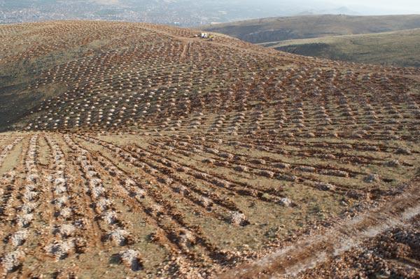 Bey Dağı ağaçlandırma projesi kapsamında bölgeye 5 milyona yakın fidan dikimi yapıldı. Bizzat ağaçlandırma yapılan alana giderek yapılan çalışmaları fotoğrafladık.