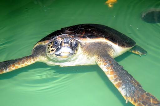 Muğla'nın Köyceğiz ilçesinin Dalyan beldesinde bulunan Deniz Kaplumbağaları Araştırma Kurtarma Rehabilitasyon ve Bilgilendirme Merkezi'nde incelemelerde bulunan Çevre ve Orman Bakanı Veysel Eroğlu, tedavisi tamamlanan bir caretta caretta'yı denize bıraktı