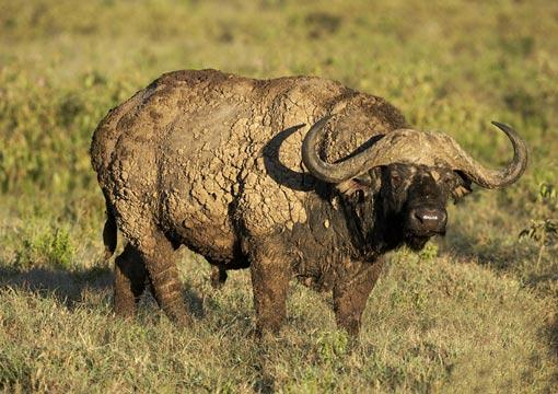 CAPE BUFFALO/BUFALO;
Boynuzları önce aşağıya doğru yönelir ve sonra yukarı yönelerek daire şeklinde kıvrılır. Kalın ve uzun boynuzları ile etraflarına korku yayarlar.