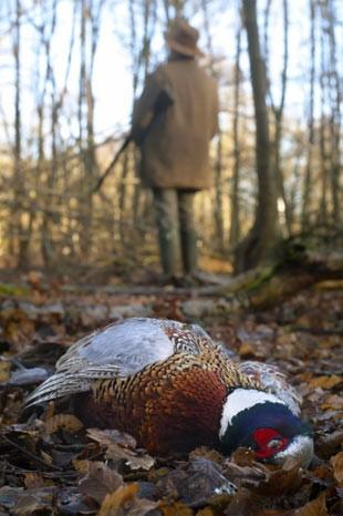 İngiltere'de her yıl düzenlenen British Wildlife Fotoğraf Ödülleri sahiplerini buldu. Bu yılın birincisi,Sula Sgeir denilen küçük ve ıssız bir İskoç adasında çektiği denizanası fotoğrafıyla Richard Shucksmith oldu. İşte yarışmada dereceye giren vahşi yaşamın içinden etkileyici kareler